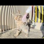 元気すぎる子猫達とオモチャで遊んでいた結果…(YouTube)