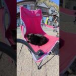 黒猫がちゃっかりと人間用の椅子に座る #猫 #ねこ #cat(YouTube)