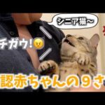 飼い主にシニア扱いをされて怒り出す９歳のネコちゃん(YouTube)