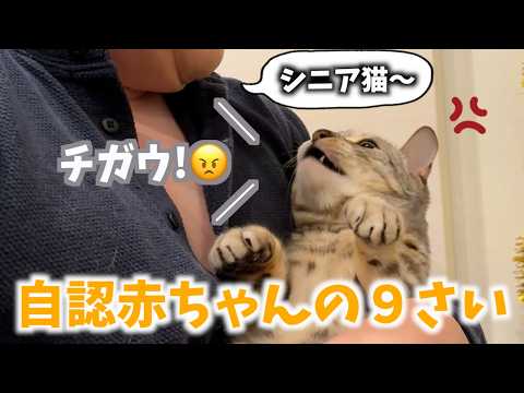 飼い主にシニア扱いをされて怒り出す９歳のネコちゃん(YouTube)