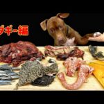 犬の咀嚼音!!豪快に食べるピットブルのASMRがクセになる(YouTube)