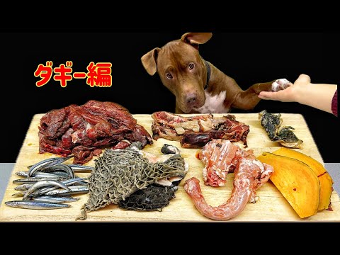 犬の咀嚼音!!豪快に食べるピットブルのASMRがクセになる(YouTube)