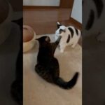 勝てると思ってんけど(YouTube)