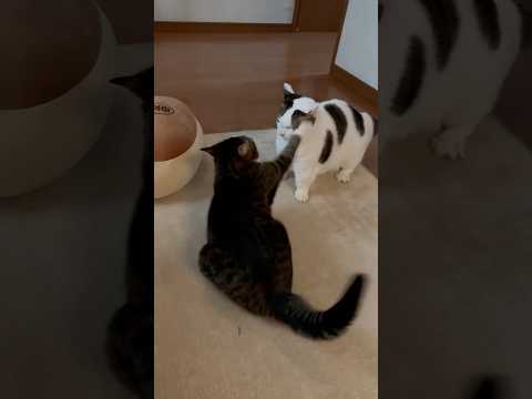 勝てると思ってんけど(YouTube)