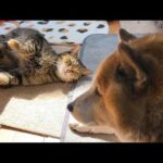 後輩猫たちから一目置かれる姉猫は甘えてる姿もマネしたくなるようです…笑(YouTube)