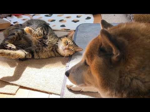 後輩猫たちから一目置かれる姉猫は甘えてる姿もマネしたくなるようです…笑(YouTube)