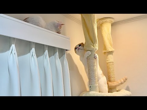 カーテンレールに飛び乗って降りられなくなった子猫を見つけた先輩猫の対応が神すぎました…(YouTube)