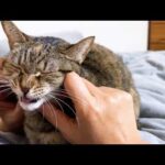 後輩猫たちと仲良しになった気分のお姉ちゃん猫(YouTube)