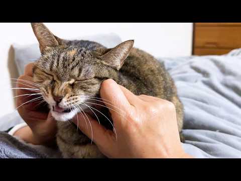後輩猫たちと仲良しになった気分のお姉ちゃん猫(YouTube)