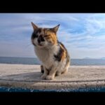 防波堤にいた三毛猫ちゃんをナデナデすると他の猫も集まってきた(YouTube)