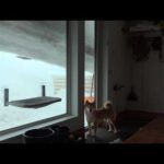 大雪すぎて屋根がとんでもないことになってました。。(YouTube)