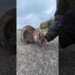 おにぎりのようなデカい顔の猫ちゃんが甘えてきた #猫 #ねこ #cat(YouTube)