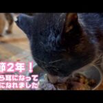 苦節2年！  さくら耳になって本当の家族になりました   2026 02 03 1(YouTube)