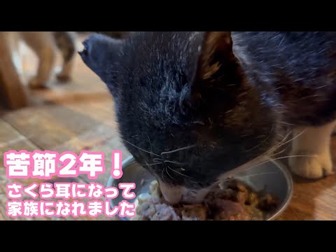 苦節2年！  さくら耳になって本当の家族になりました   2026 02 03 1(YouTube)