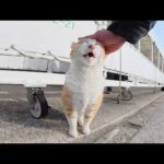船を待っていると、漁港の猫達が元気な声でお話ししてきた(YouTube)