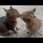 かわいい弟分の面倒を見てあげるツンデレ猫(YouTube)