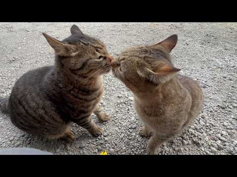 かわいい弟分の面倒を見てあげるツンデレ猫(YouTube)