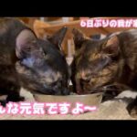 みんな元気ですよ～  6日ぶりの我が家です  2026 02 28 1(YouTube)