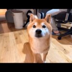 WBCの合間に癒されませんか？柴犬ハチ家と子猫くまきち劇場(YouTube)