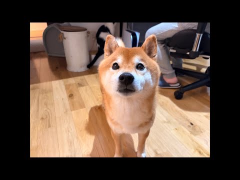 WBCの合間に癒されませんか？柴犬ハチ家と子猫くまきち劇場(YouTube)