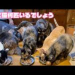 サビ猫何匹？ サビ猫がたくさんいる理由はな～に？  2026 02 14 1(YouTube)