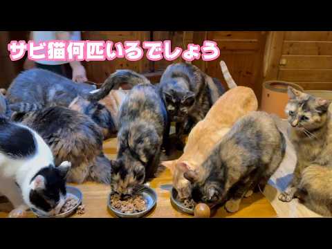 サビ猫何匹？ サビ猫がたくさんいる理由はな～に？  2026 02 14 1(YouTube)