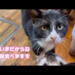 ただいまだからね  晩ご飯たべますぞ  スイカ   2026 02 06 1(YouTube)