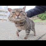おにぎり顔のボス猫の頬っぺたをマッサージするとニッコリと笑った(YouTube)