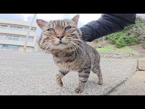 おにぎり顔のボス猫の頬っぺたをマッサージするとニッコリと笑った(YouTube)