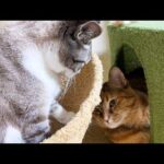 柴犬に甘えたいけど姉猫に代わる妹猫が優しすぎました(YouTube)
