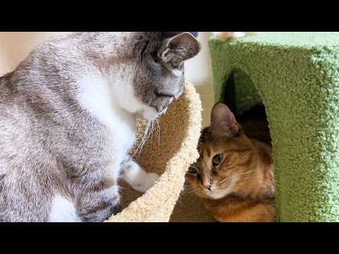 柴犬に甘えたいけど姉猫に代わる妹猫が優しすぎました(YouTube)