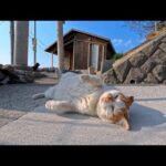 猫島の山の上の神社で出会った猫が、ゴロンゴロン転がって可愛さ限界だった(YouTube)