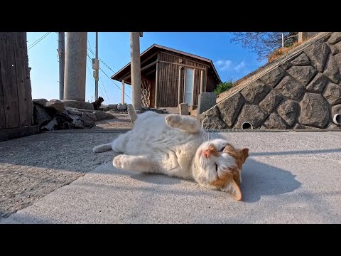 猫島の山の上の神社で出会った猫が、ゴロンゴロン転がって可愛さ限界だった(YouTube)
