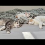 寝坊してる猫たちに「お散歩行く？」と呟いてみたら反応が可愛すぎましたwww(YouTube)