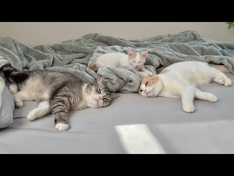 寝坊してる猫たちに「お散歩行く？」と呟いてみたら反応が可愛すぎましたwww(YouTube)