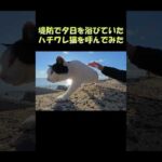 堤防で夕日を浴びていたハチワレ猫を呼んでみた #猫 #ねこ #cat(YouTube)