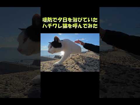 堤防で夕日を浴びていたハチワレ猫を呼んでみた #猫 #ねこ #cat(YouTube)