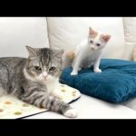 お気に入りの寝床をボス猫に取られてた新入り子猫がこうなっちゃいました…(YouTube)
