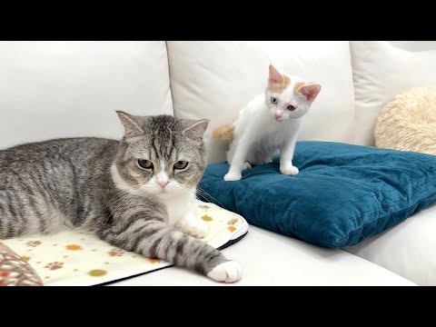 お気に入りの寝床をボス猫に取られてた新入り子猫がこうなっちゃいました…(YouTube)