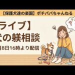 【ライブ】犬の躾相談（メンバー様は11日16時に変更させて頂きます）(YouTube)