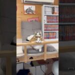 ミニトーテムポール(YouTube)