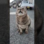 道端にいた猫さん(YouTube)