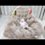新入り子猫に赤ちゃん用のゆりかごをプレゼントしたらこうなっちゃいましたwww(YouTube)
