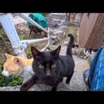 漁港の街の路地裏階段に集まる猫たち…気づいたら猫会合に参加してた🐱(YouTube)