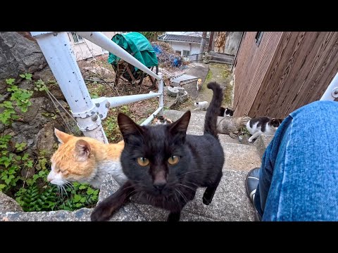 漁港の街の路地裏階段に集まる猫たち…気づいたら猫会合に参加してた🐱(YouTube)