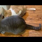 ママさん朝から頑張ってます とーさん朝ラー頑張ります 2026.02.24(YouTube)