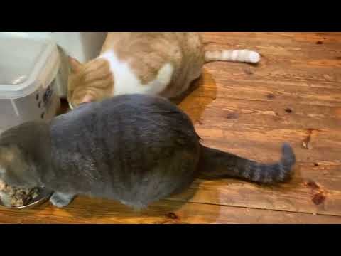 ママさん朝から頑張ってます とーさん朝ラー頑張ります 2026.02.24(YouTube)