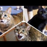 エンジェルボイスな猫から次々とバトンタッチ！やっぱり姉猫は最強でした…笑(YouTube)