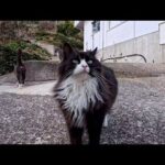 島の猫集会所に行ったら…猫たちが一斉に駆け寄ってきた(YouTube)
