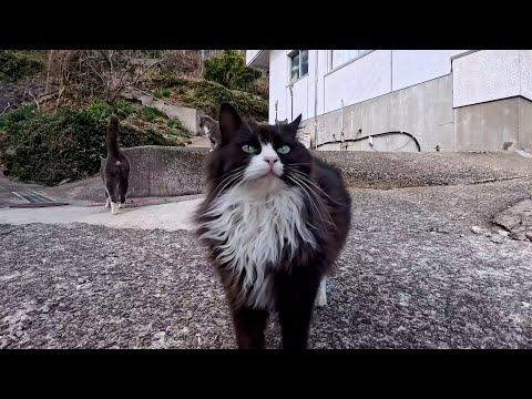 島の猫集会所に行ったら…猫たちが一斉に駆け寄ってきた(YouTube)